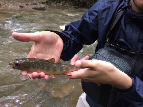 native-brook-trout-are-plentiful-in-monongahela-forest.jpg